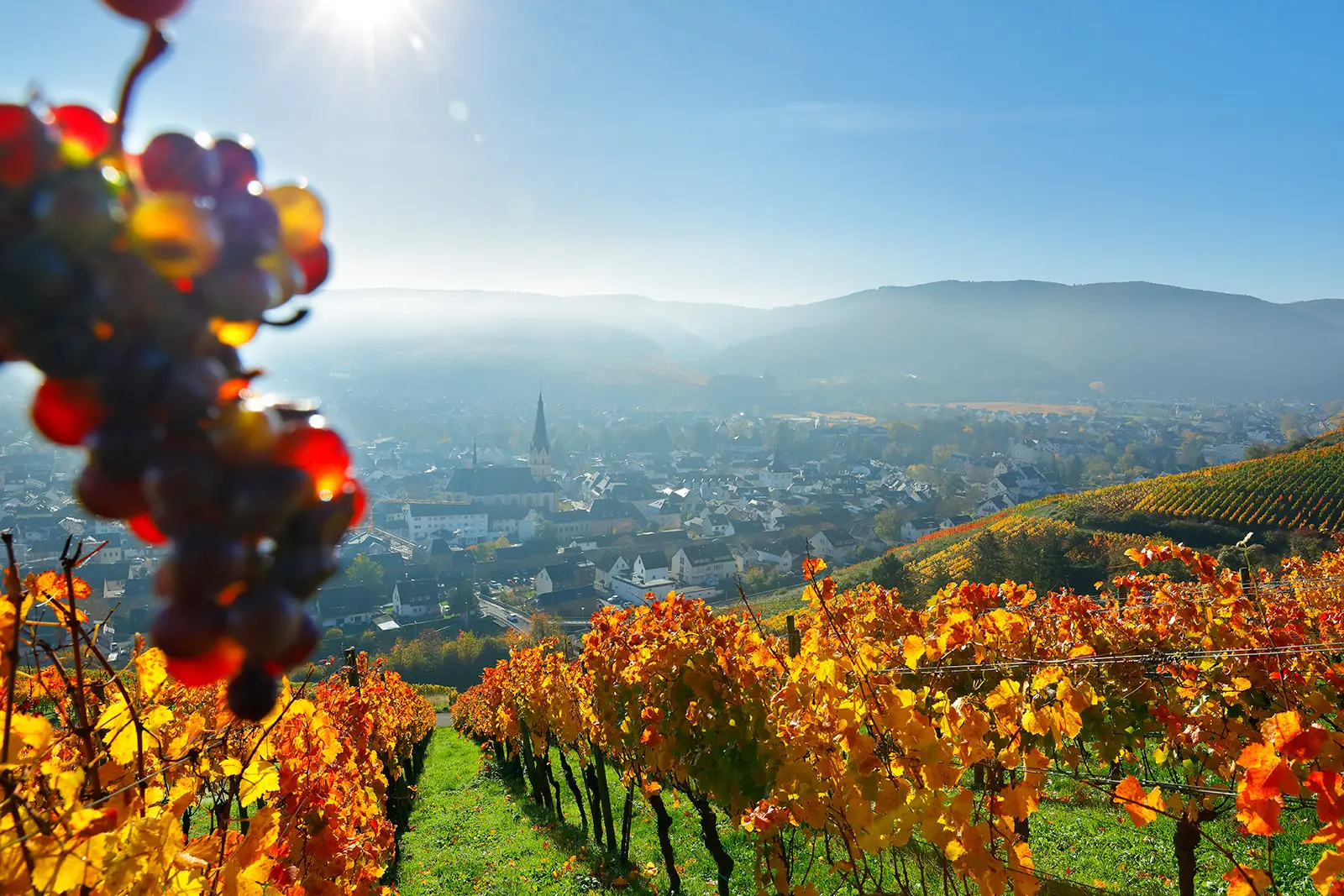 Rotweinwanderweg Bad Neuenahr-Ahrweiler, Blick auf Ahrweiler von den Weinreben aus