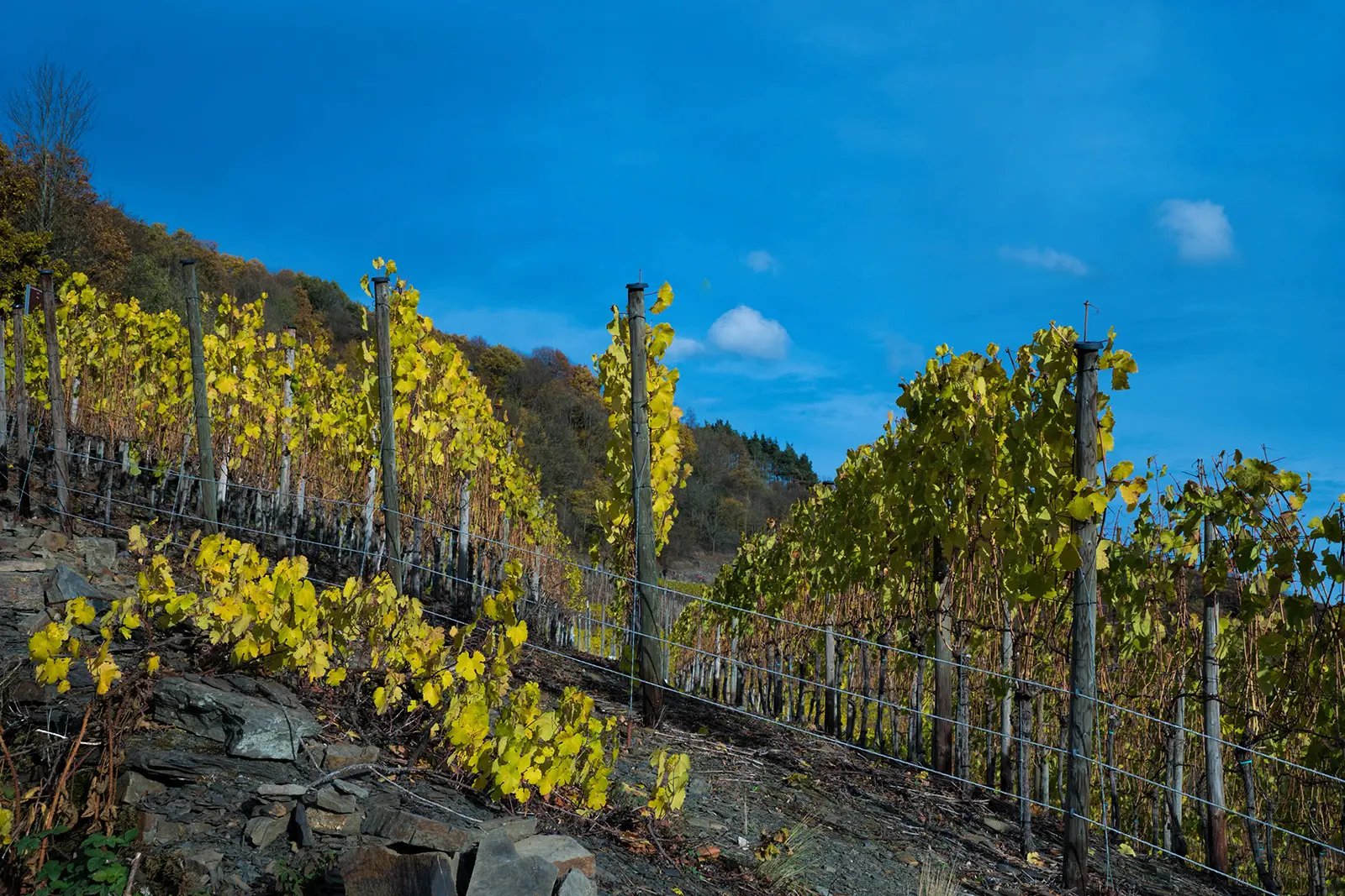 Weinreben auf dem Rotweinwanderweg in Bad Neuenahr-Ahrweiler